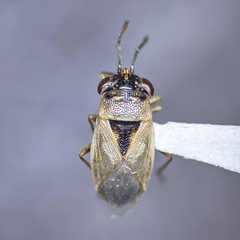 Geocoris pallens