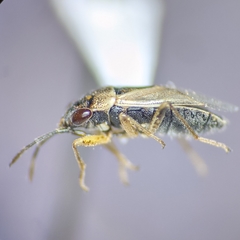 Geocoris pallens