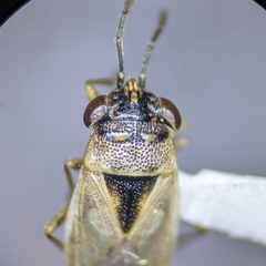Geocoris pallens
