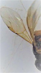 Anteon caledonianum