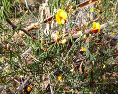 Pultenaea reflexifolia