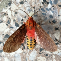 Mazaeras