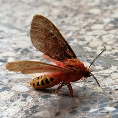 Mazaeras