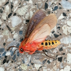 Mazaeras