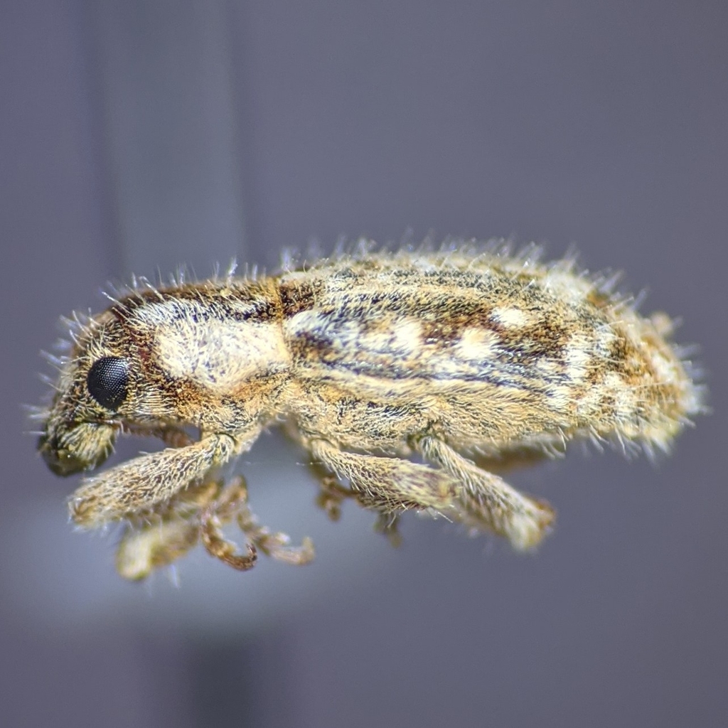 Microlarinus