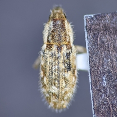 Microlarinus lareynii