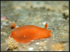 Dendrodoris fumata