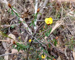Pultenaea reflexifolia