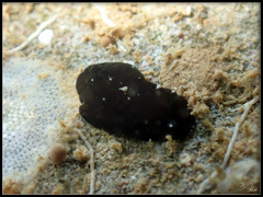 Dendrodoris nigra