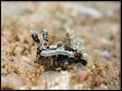 Goniodoris joubini