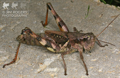 Melanoplus walshii