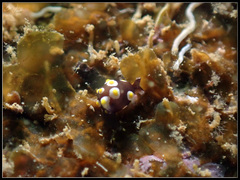 Colpodaspis thompsoni