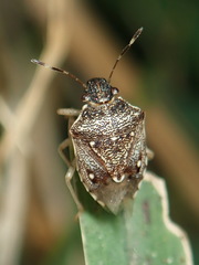 Mormidea cubrosa