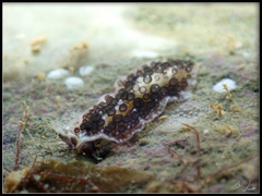 Acanthozoon fuscobulbosum