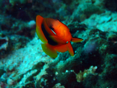 Amphiprion ephippium