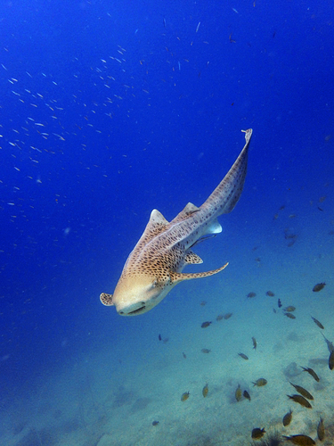 Leopard shark
