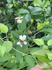 Apis mellifera