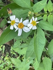Apis mellifera