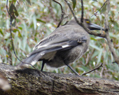 Strepera versicolor versicolor