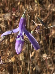 Conanthera trimaculata
