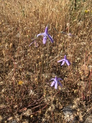 Conanthera trimaculata