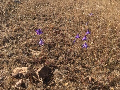 Conanthera trimaculata