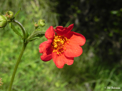Geum quellyon