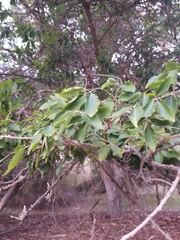 Dovyalis caffra