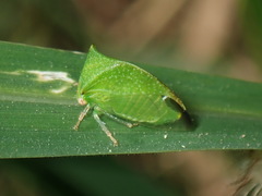 Stictolobus arcuatus