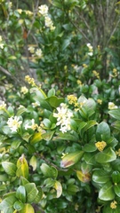 Palicourea boqueronensis