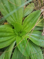 Plantago subnuda