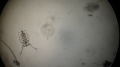 Penilia