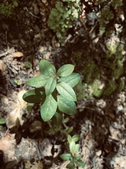 Archidasyphyllum diacanthoides