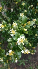 Palicourea boqueronensis