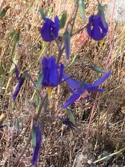 Conanthera bifolia