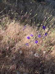 Conanthera bifolia