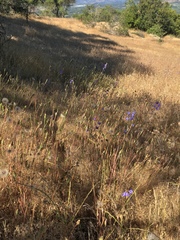 Conanthera bifolia
