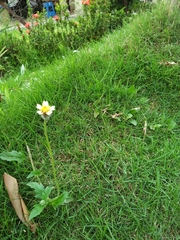 Tridax procumbens
