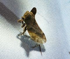 Microcentrus perditus