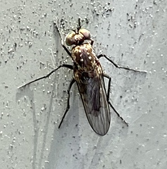 Diptera