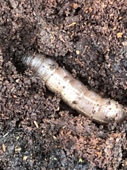 Scolecocampa