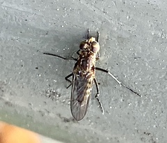 Diptera
