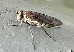 Diptera