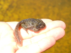 Odontophrynus