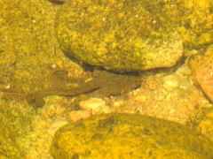 Odontophrynus