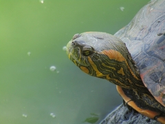 Trachemys dorbigni