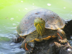 Trachemys dorbigni