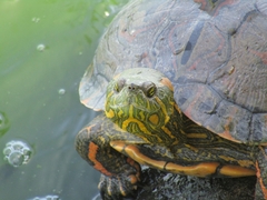 Trachemys dorbigni