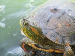 Trachemys dorbigni