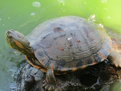 Trachemys dorbigni